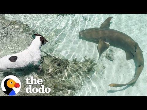 Dog Swims With Her Shark BFF Every Day #Video