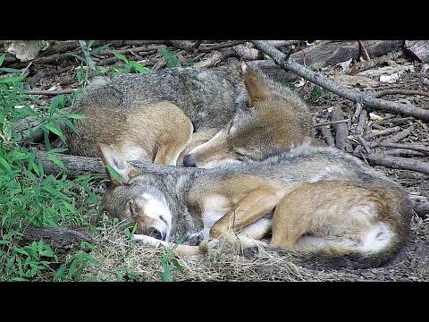 Red Wolves Snooze and Snuggle #Video