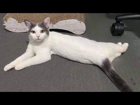 The most hilariously Dramatic Cat ever! #Video