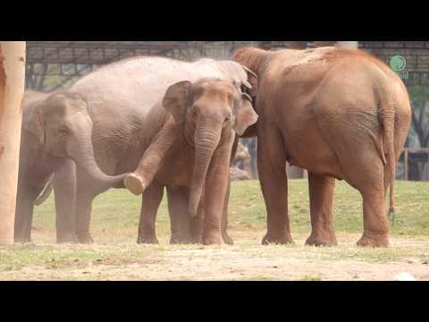 Elephant Mother Gently Ends Her Baby’s Playtime - ElephantNews #Video