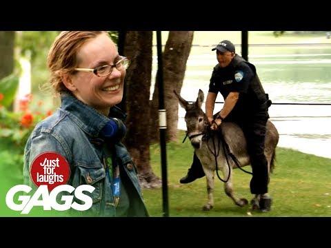 Cop Chases After Criminal With Donkey