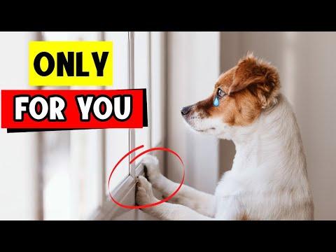 5 Things That Dogs Do ONLY For Their FAVORITE Humans! #Video