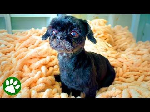 Abandoned Pup Found Help Just in Time #Video