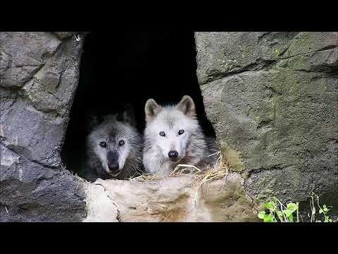 Wolves Jolted Awake By a Storm #Video