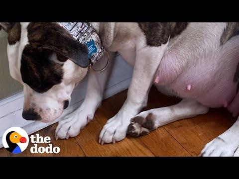 Terrified Pregnant Pittie Is The Happiest Mom Now #Video