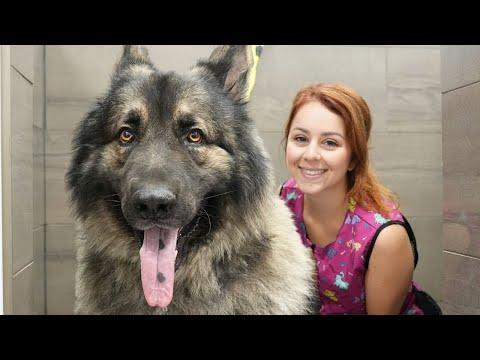 A Dog So Beautiful It Should Be Illegal #Video
