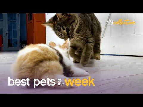 Animal Odd Couples Who Are BFFs | Best Pets of the Week Video