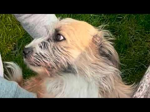 Woman takes terrified shelter dog home. Here's what happened. #Video
