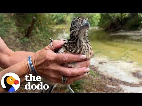 Roadrunner Brings His Rescuer Gifts Every Day #Video