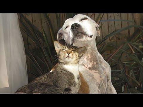 When Cats and Dogs Are The Ultimate Comedy Duo #Video