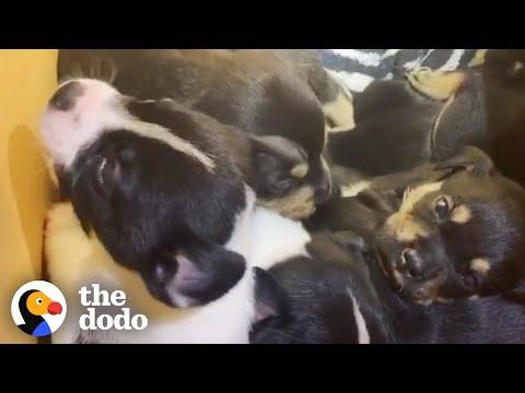 People Rescue A Cardboard Box Full Of Puppies In The Middle Of The Night #Video