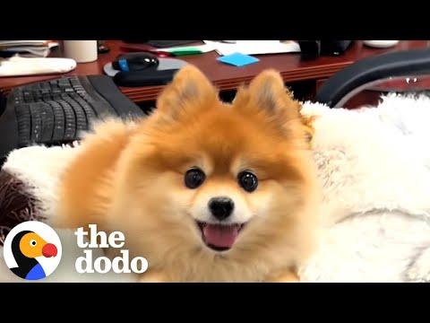 Tiny Senior Dog Is Everyone's Favorite Co-Worker  #Video