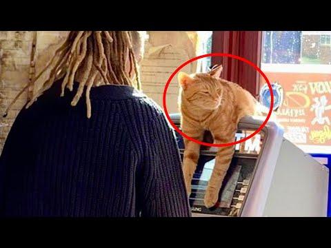 Don't miss these CATS caught red pawed! Funniest Cat Video of 2024 #Video