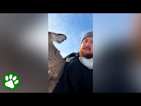 Kind man carries deer across frozen lake #Video