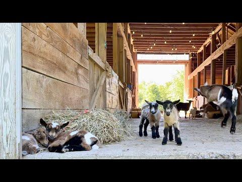 13 healthy new baby goats…feeling lucky! #Video