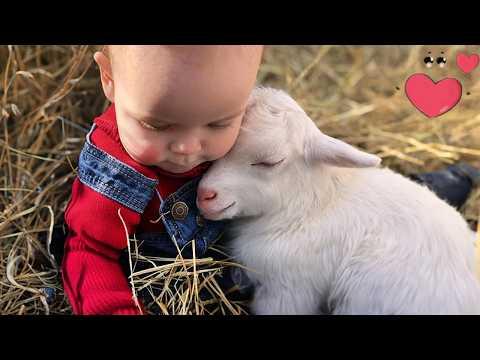 Cute Baby & Animal Moments You Must See! #Video