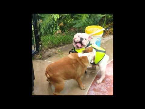 Bulldog Rescues Swimming Bulldog