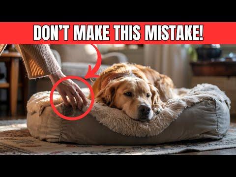Never Make THESE MISTAKES With Your Dogs BED #Video