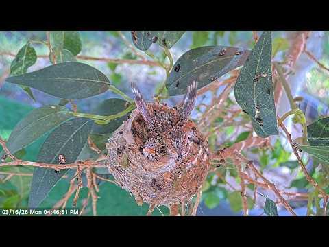Watch Young Hummingbird Chicks 15 & 16 Days Old Learning to Use Their Wings #Video