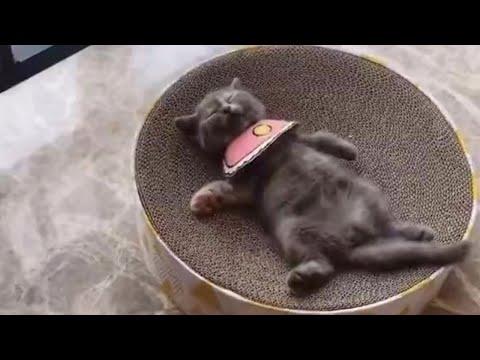 Super Sleepy Kitties Reloaded Video