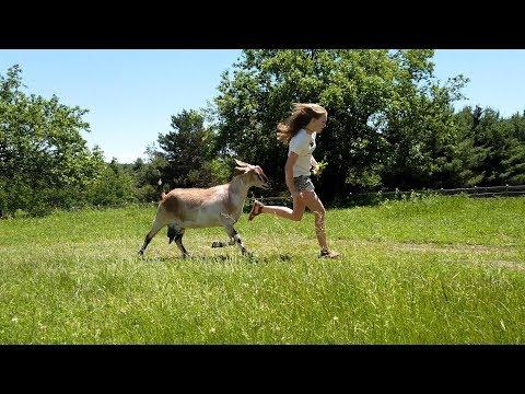 Ava & Flora the Goat | Adventure Pals
