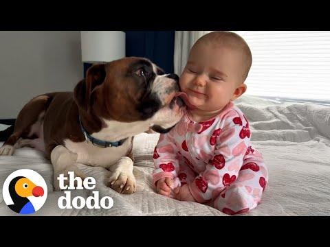 Boxers Jump On Their Sisters Crib To Greet Her Every Morning #Video