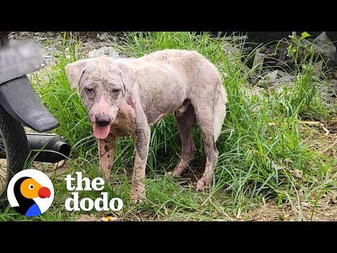 Hairless Dog Found By Gas Station Becomes Giant Fluffy Teddy Bear #Video