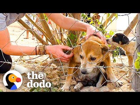 Stray Senior Dog Stayed Under A Tree To Hide From Humans #Video