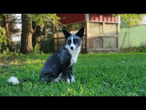 Kipper and Waverly get playtime with Mala. SaveAFox #Video