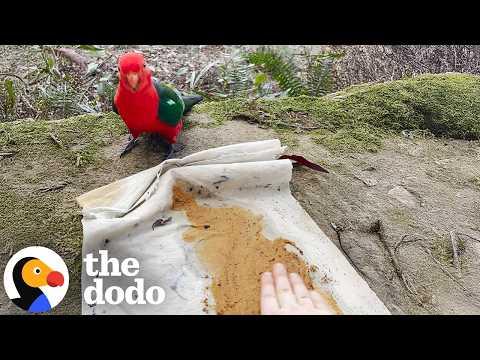 Woman Painting In The Woods Makes A Very Unlikely Friend #Video