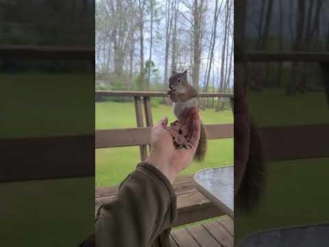 Little Red The Baby Squirrel: Cuteness Overload #Video
