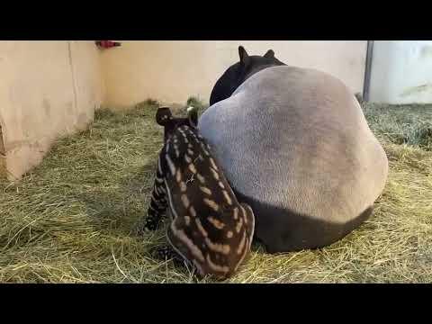 Ten day old Ume the tapir calf gets the zoomies #Video