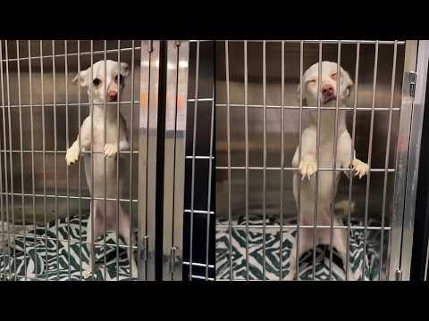 This Shelter Dog Can't Believe She's Finally Being Adopted #Video