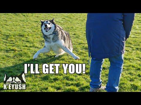 My Husky Wrestles With My Mum Video! Doesn’t like Being Called Fat Butt!