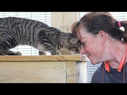 When Your Cat Misses You… and Lets You Know! #Video