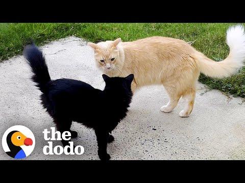 Antisocial Orange Cat Falls In Love With A Black Stray #Video