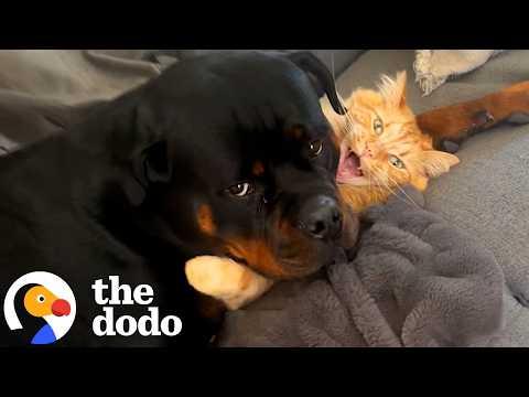 10-Pound Cat Takes Down 90-Pound Rottweiler Every Day #Video