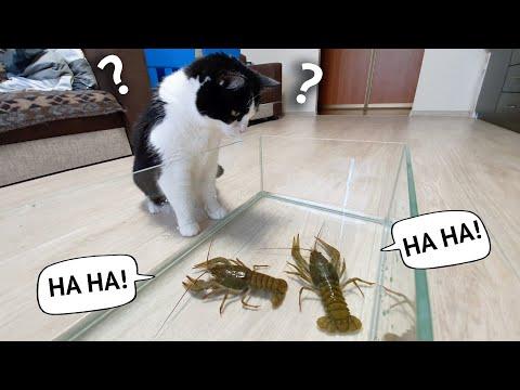 cat VS 4 crayfish. Who is the champion? #Video