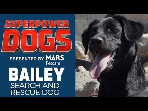 Search and Rescue Dog: Bailey | Superpower Dogs