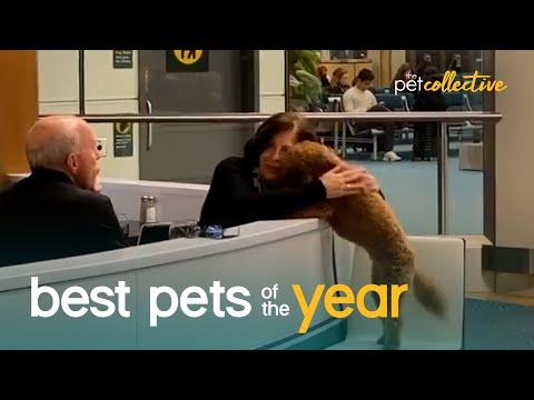 Top 20 Super Cute Pet Moments Video | Best Pets Of The Year 2020