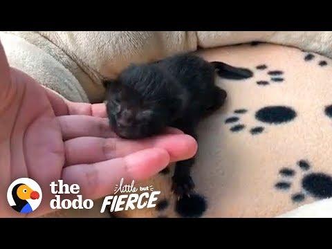 Watch This Teensy Incubator Kitten Grow Up | The Dodo Little But Fierce