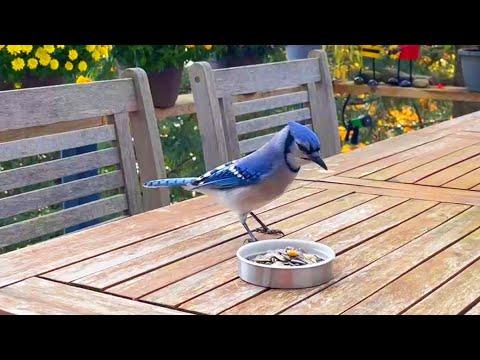 My Blue Jay Friend Starts To Talk To Me #Video