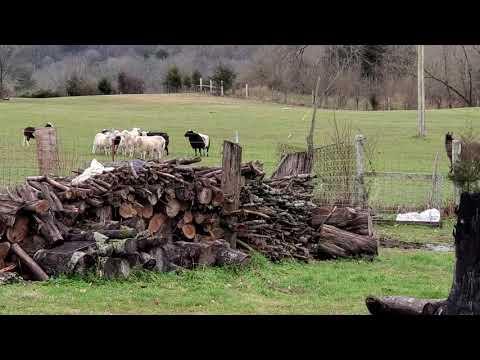 Donkey protecting sheep from dog video