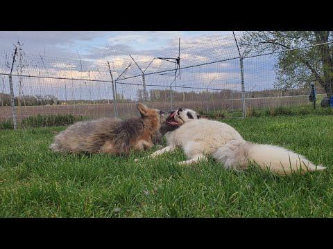The main yard foxes! #Video