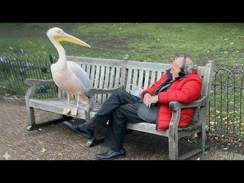 Animals Catch Humans by Surprise in the Funniest Ways #Video