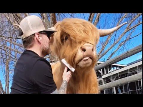 Dad cow refuses to grow up, still acts like a puppy #Video