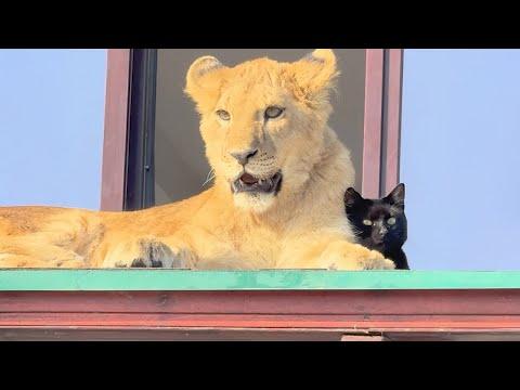 When CAT Thinks He's The KING of the Jungle Funny Cat Moments #Video
