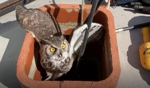 Owl Couldn’t Find His Mate And Sets Out To Save Her #Video