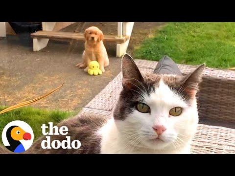 Puppy's Mission Is To Play With Her Older Cat Sibling #Video