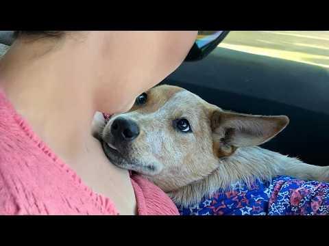When Dogs Are Happiest Around Their Favorite Humans #Video